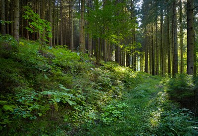 Forest behind the institute buildings.